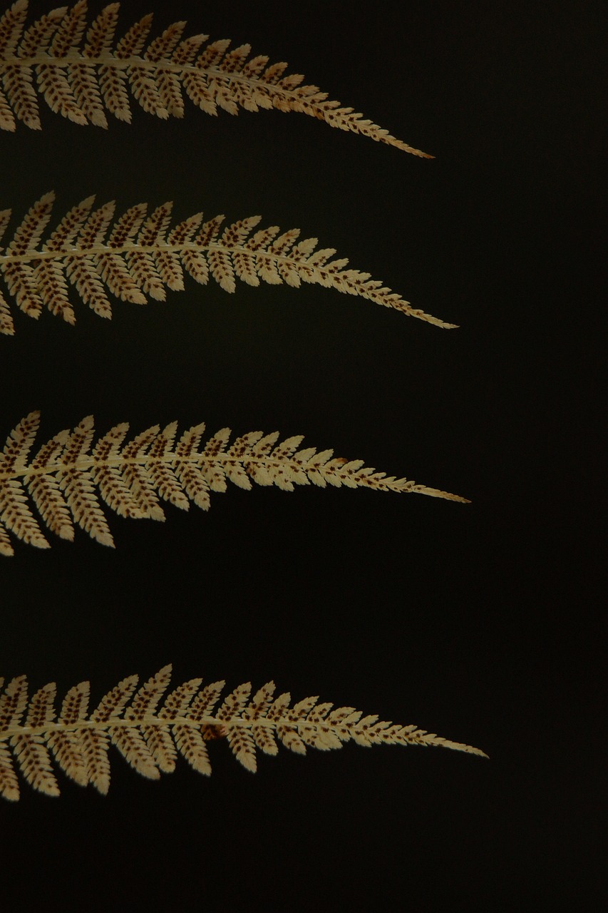 fern, leaves, design, embroidery, nature, black background